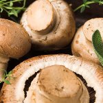 Полезность грибов, лечебные свойства